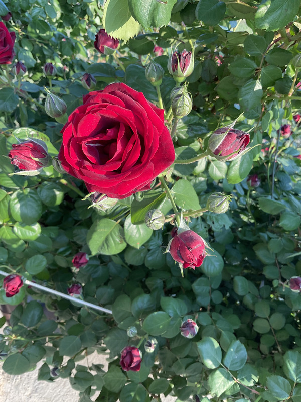 C157882E-C0CA-408E-BB1B-F9A7BC99ECA7