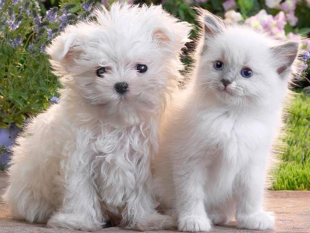 Mardi 30 Avril 2019... IMAGE-CHIEN-CHAT-BLANC