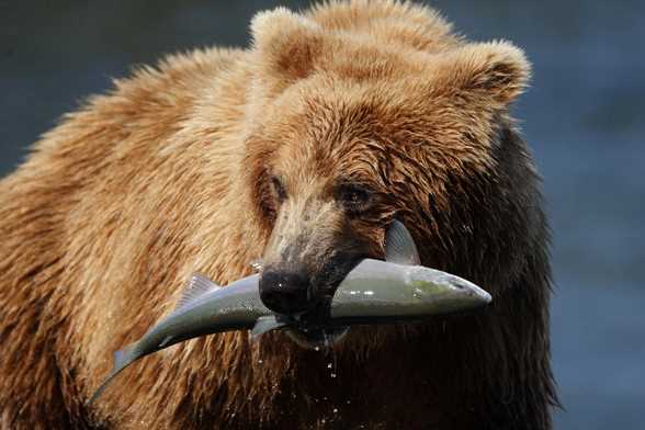 orso