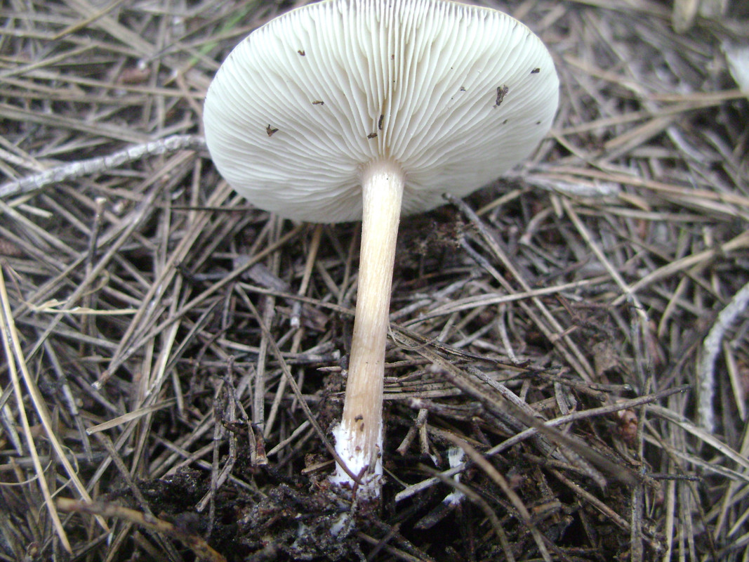 Rhodocolliba butiracea (3)