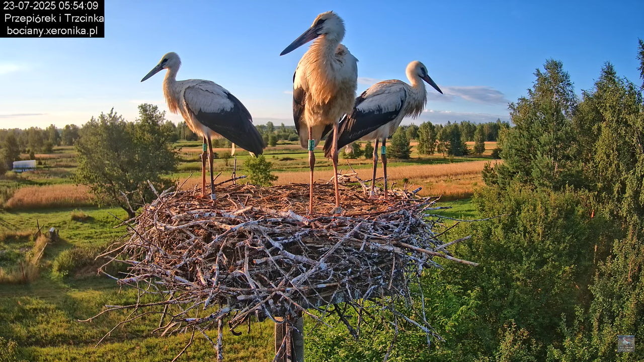 23072025bociany17