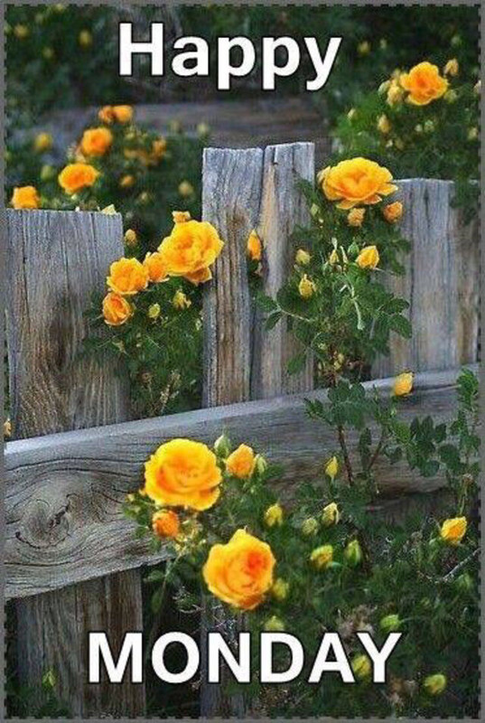 An den Beitrag angehängtes Bild: https://i.postimg.cc/YCRBq2x0/oie-1473132-OFs376r-B.jpg