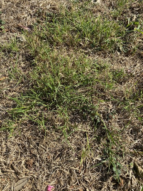 Bermuda lawn/N TX seed now or wait | Lawn Care Forum