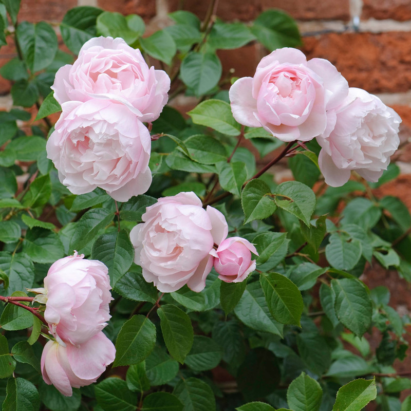 The Generous Gardenes