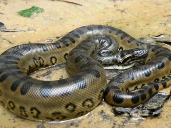 [Image: amazon-river-facts-10462-6-1706258833.webp]