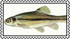 minnow
