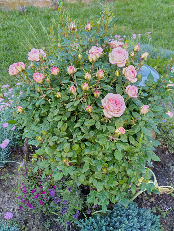 IMG_20230530_201631_HDR
