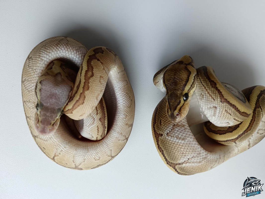 IMG_20250720_174309а