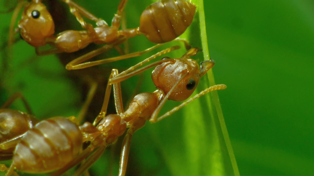 [HR] Thailand - Earth's Tropical Paradise S01E03 [BBC Two 1080p x265]_16