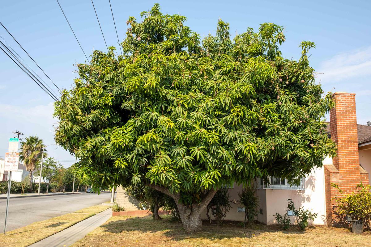 8U1A3298  Large Mango Tree in Corner Lot in Summer (8-22-2020)