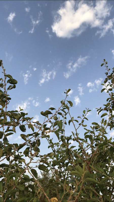 DA6E2E2C-C41B-4492-9DDA-B7E1133D0950