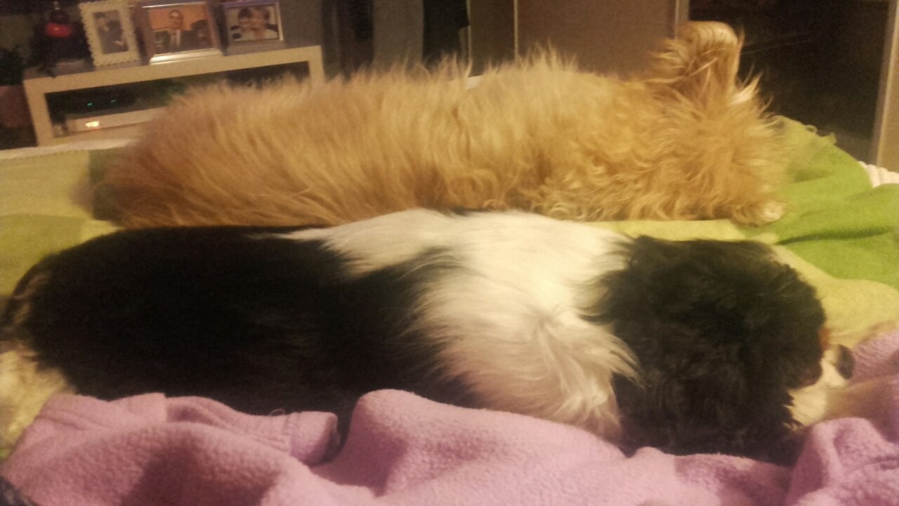 Мусс и Кинг