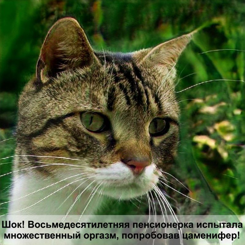 поводок для кошек своими руками