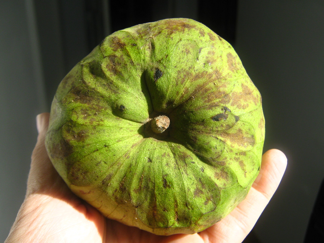 chirimoya_-la-salida-chile-20141010T094030