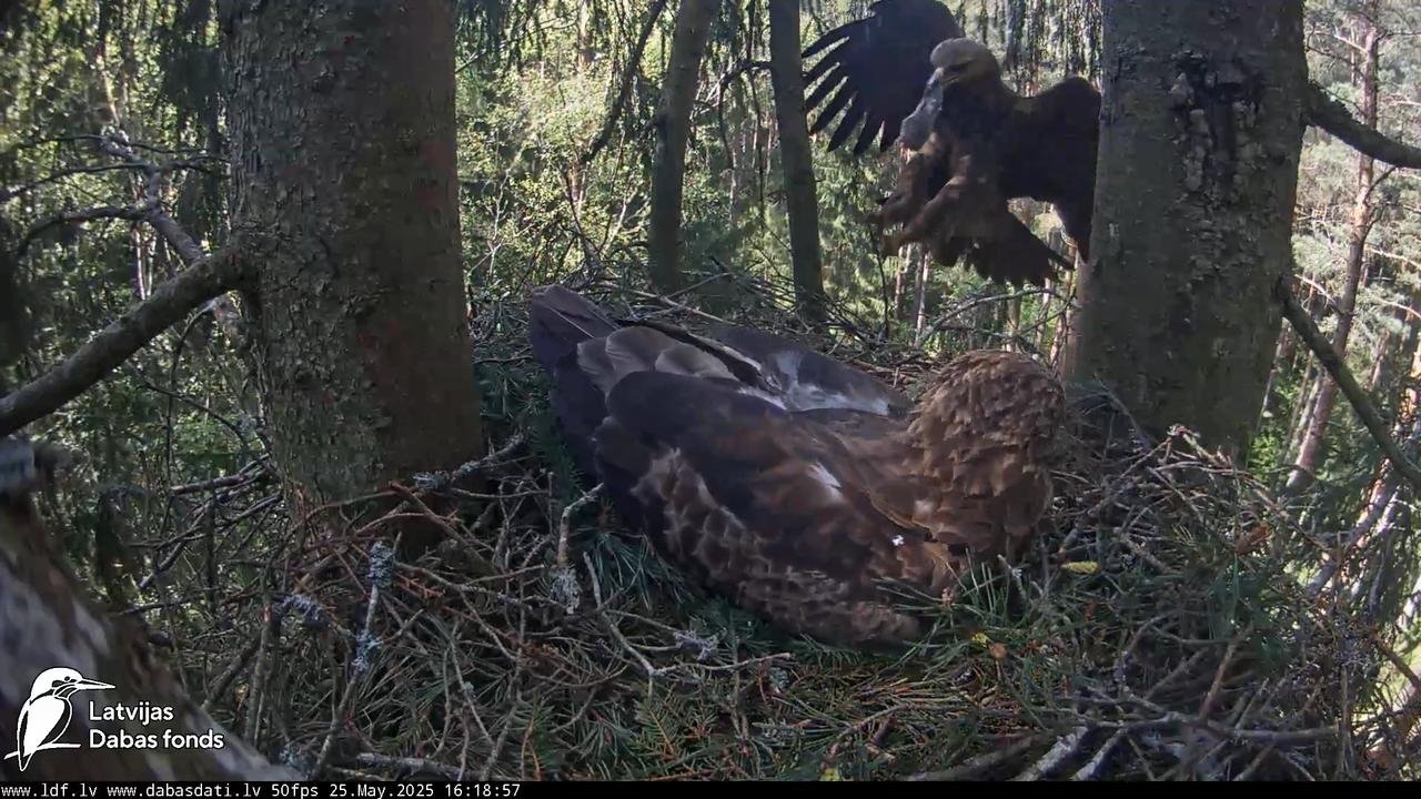 Mazais ērglis (Clanga pomarina), ligzda eglē __ Lesser spotted eagle in spruce, Zemgale, Latvia 17-2