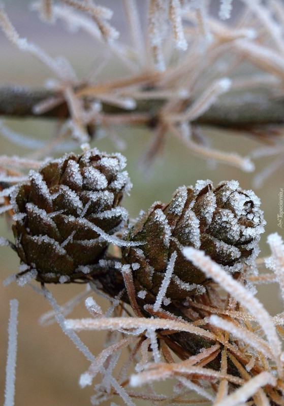 Screenshot_20231125_210108_Pinterest