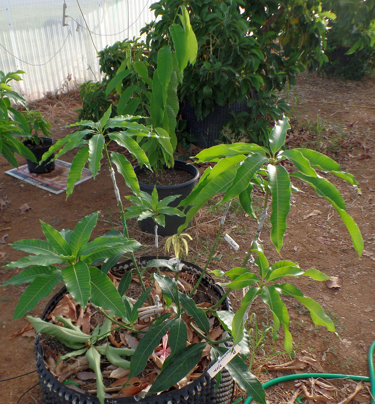 GraftedMangoAug18