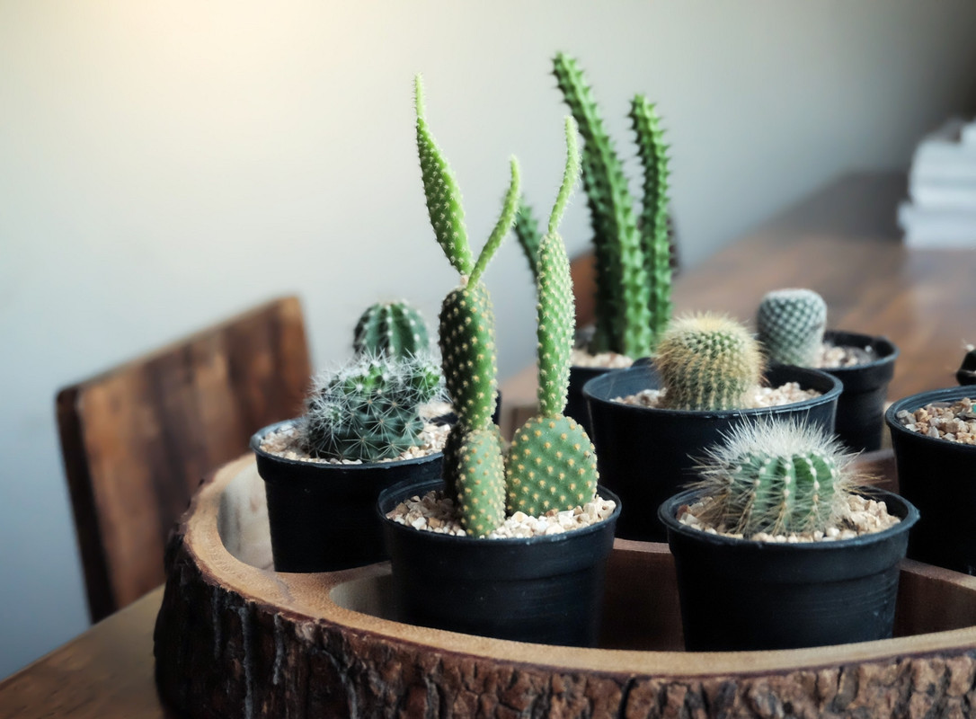 ¿Dónde colocar los cactus según el Feng Shui para atraer el dinero y la suerte?