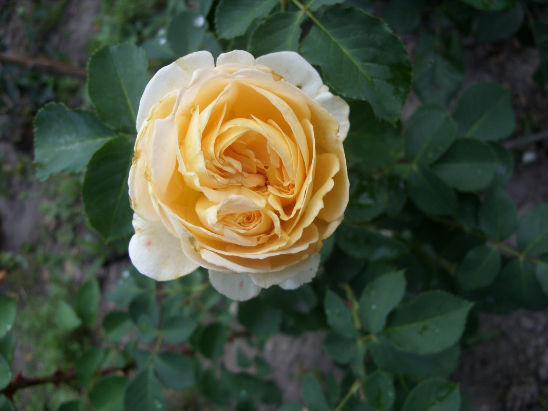 SDC10581
