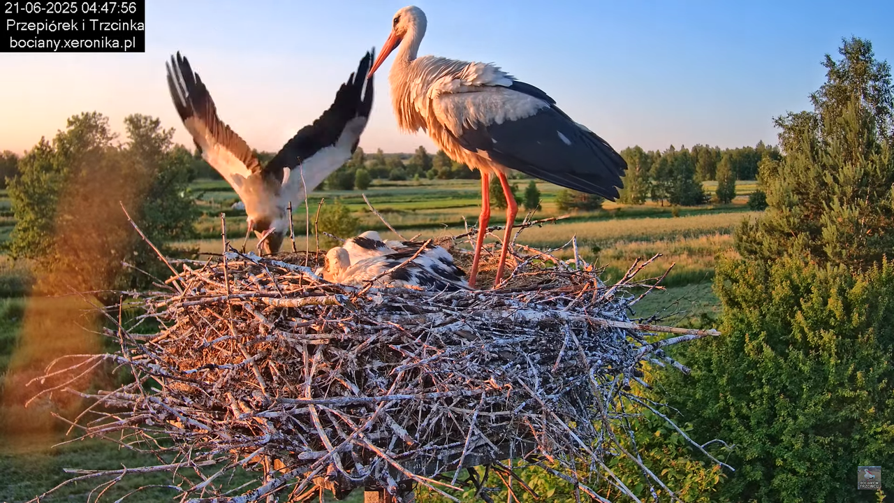 21062025bociany6