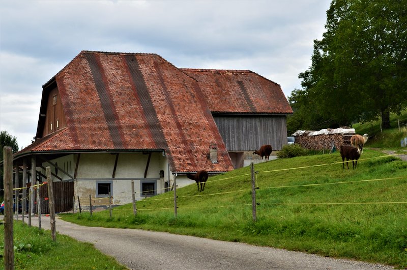 PAISAJES Y MÁS-5-9-2019 - Suiza y sus pueblos-2019 (13)