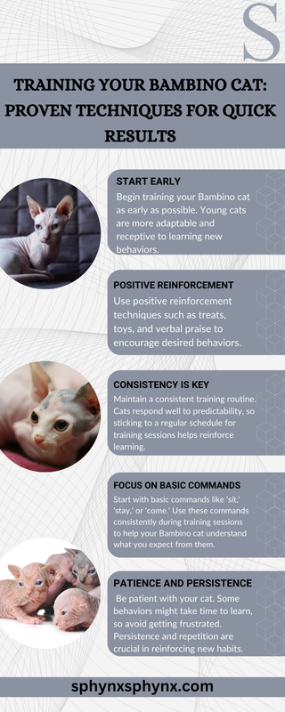 Training Your Bambino Cat Proven Techniques for Quick Results
