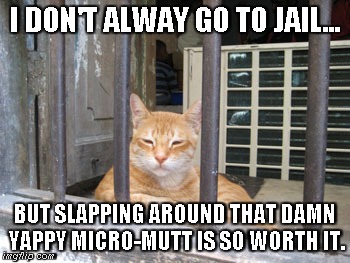 cat-jail-worth-it.jpg