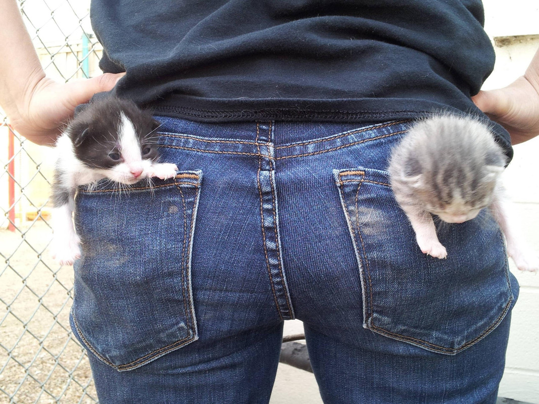 Кошачьи штаны