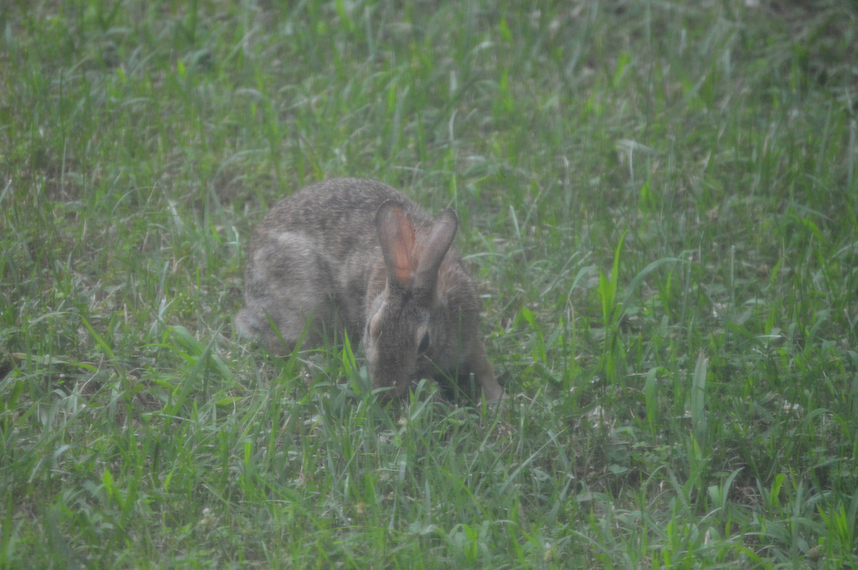 2021-6-27 Rabbit (2)