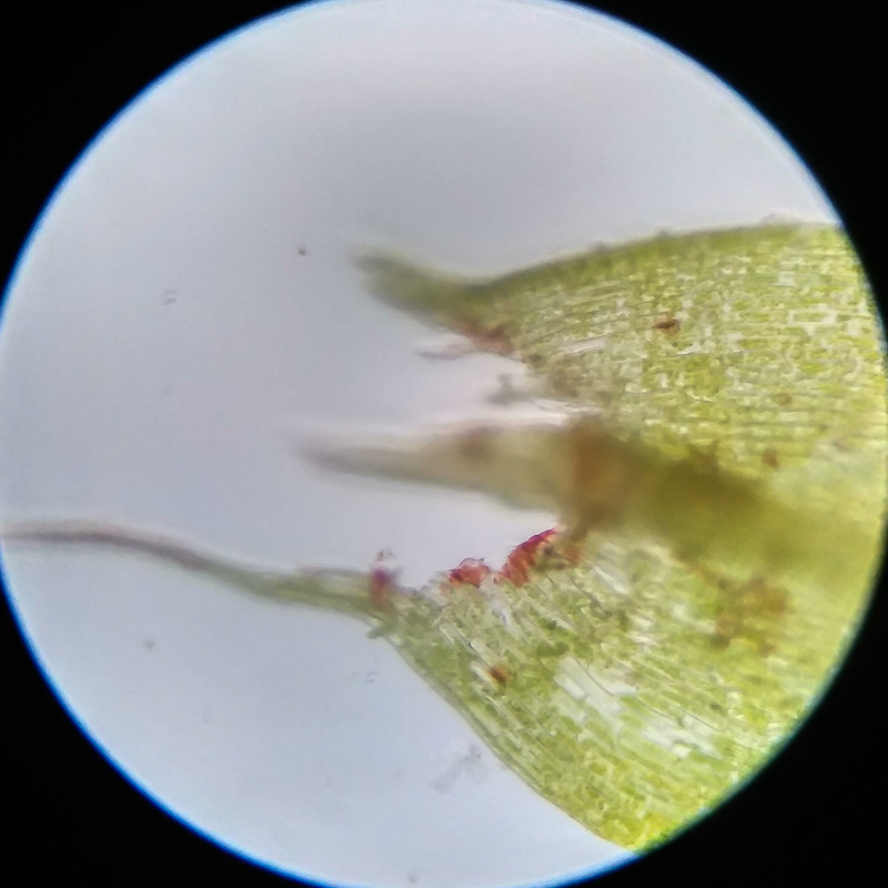 IMG 20250617 114814 HDR