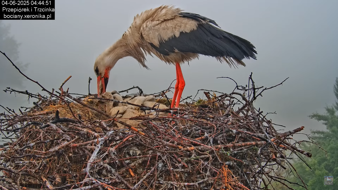 04062025bociany5