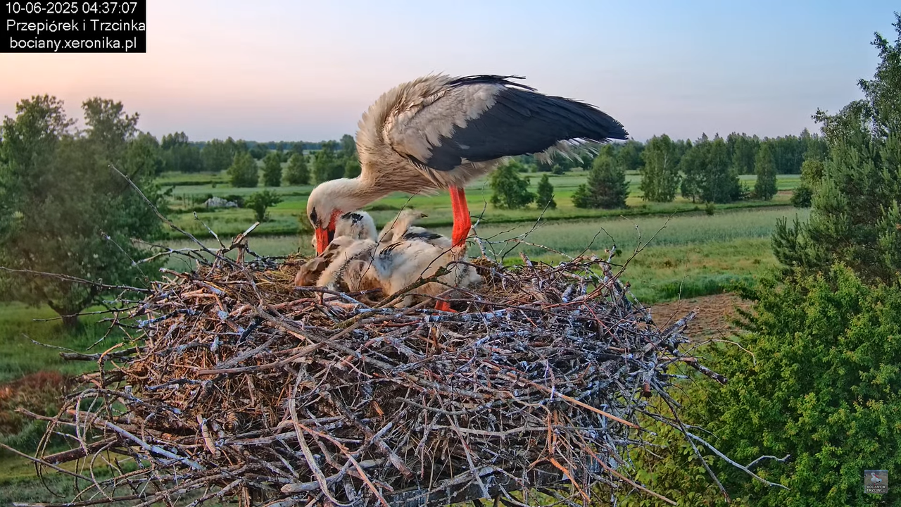 10062025bociany4
