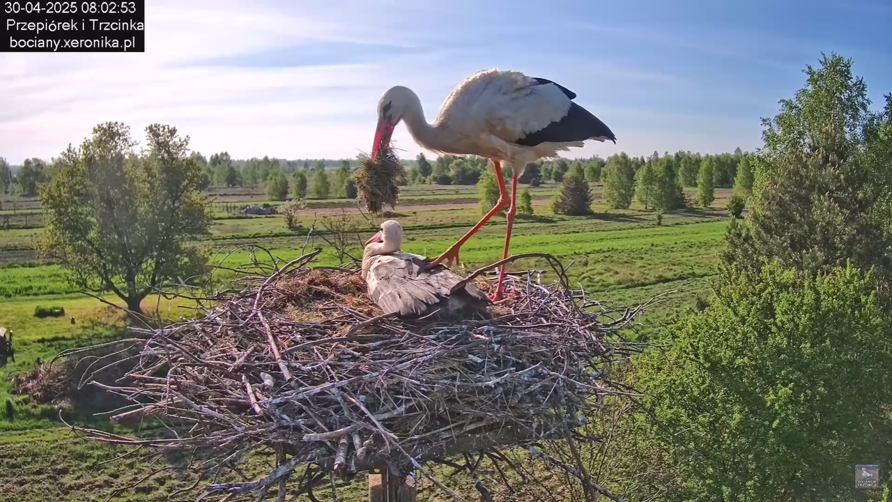 30042025bociany_9