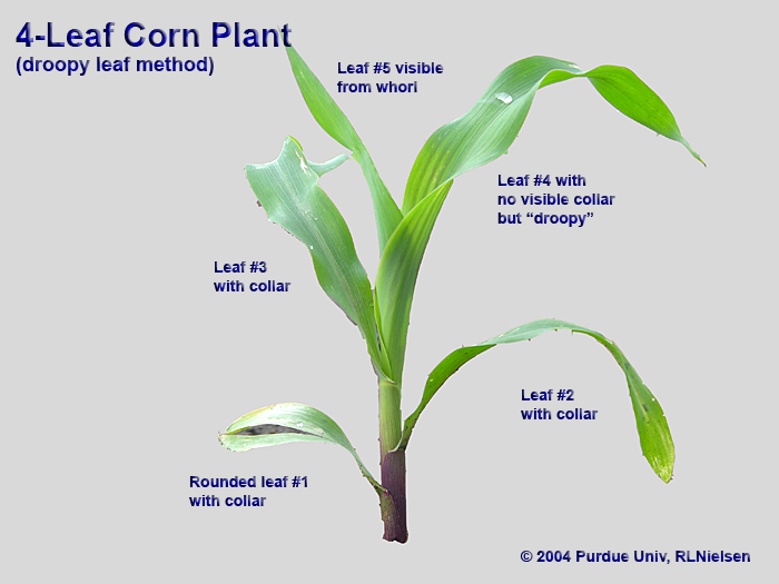 4-leaf-corn-plant.jpg