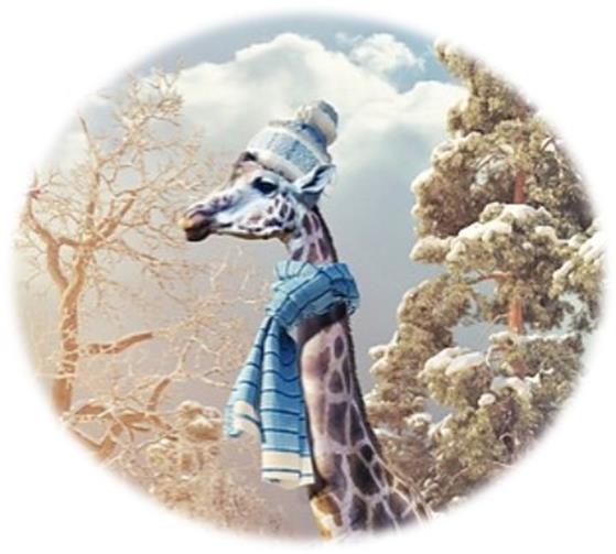 Giraffe_in_Winter