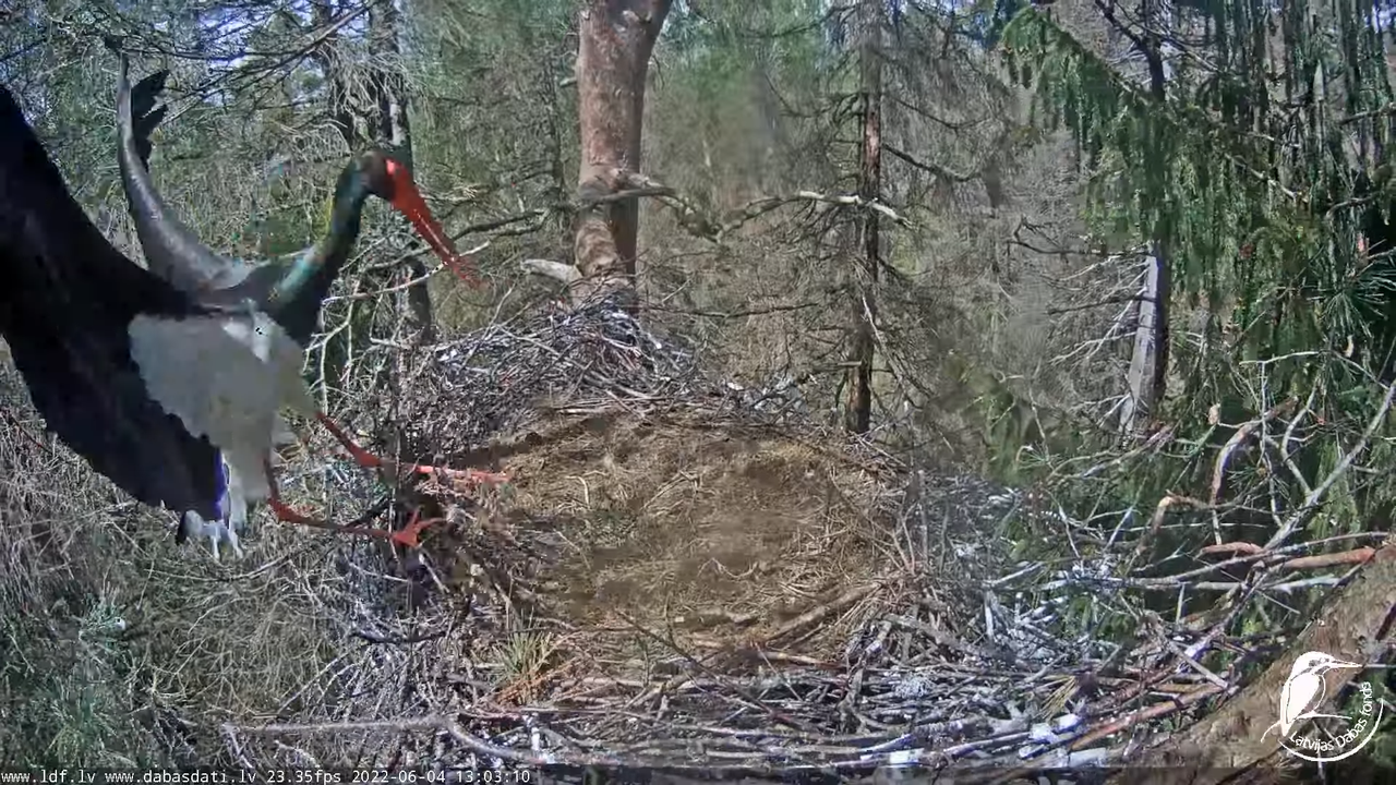 Melnais stārķis (Ciconia nigra) Siguldas novadā - LDF tiešraide 8-17-49 screenshot