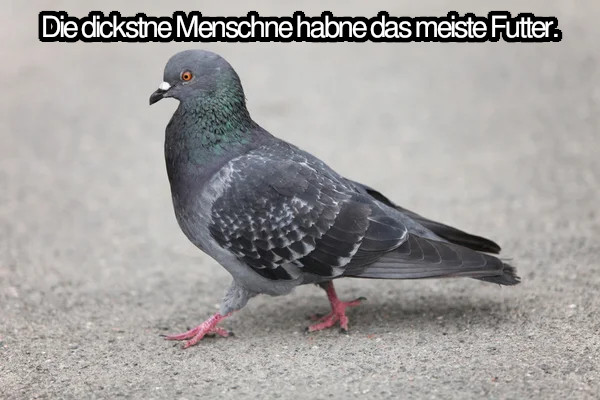 Taube.jpg