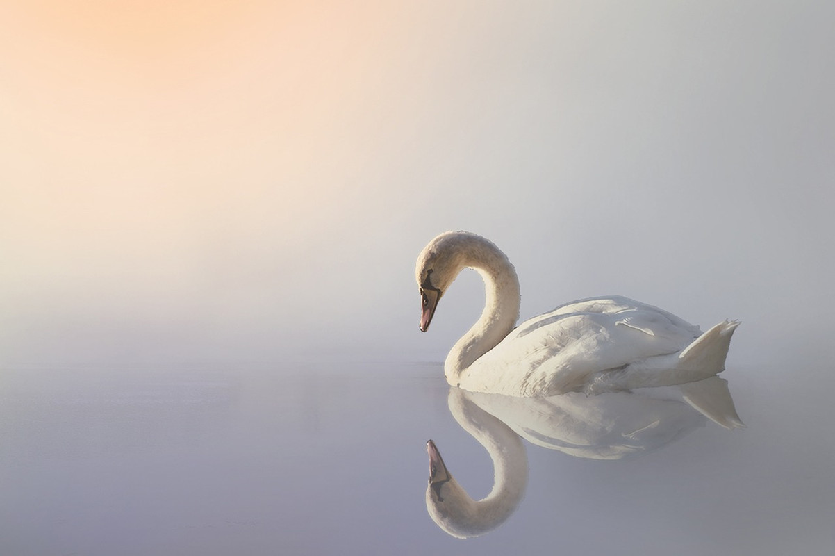 swan-3161142_1280