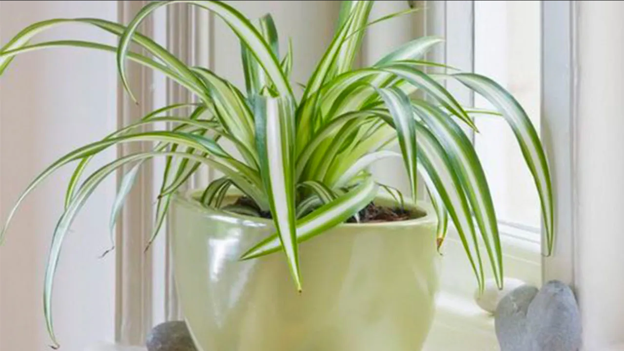 Estas son las plantas de interior que puedes tener en la sala de tu casa