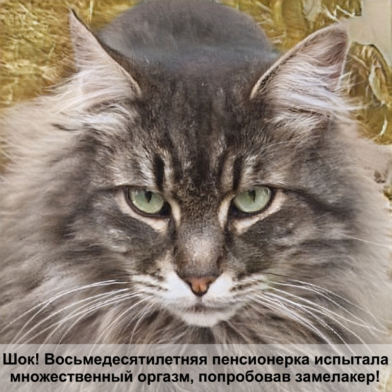 британские кошки пойнт окрас