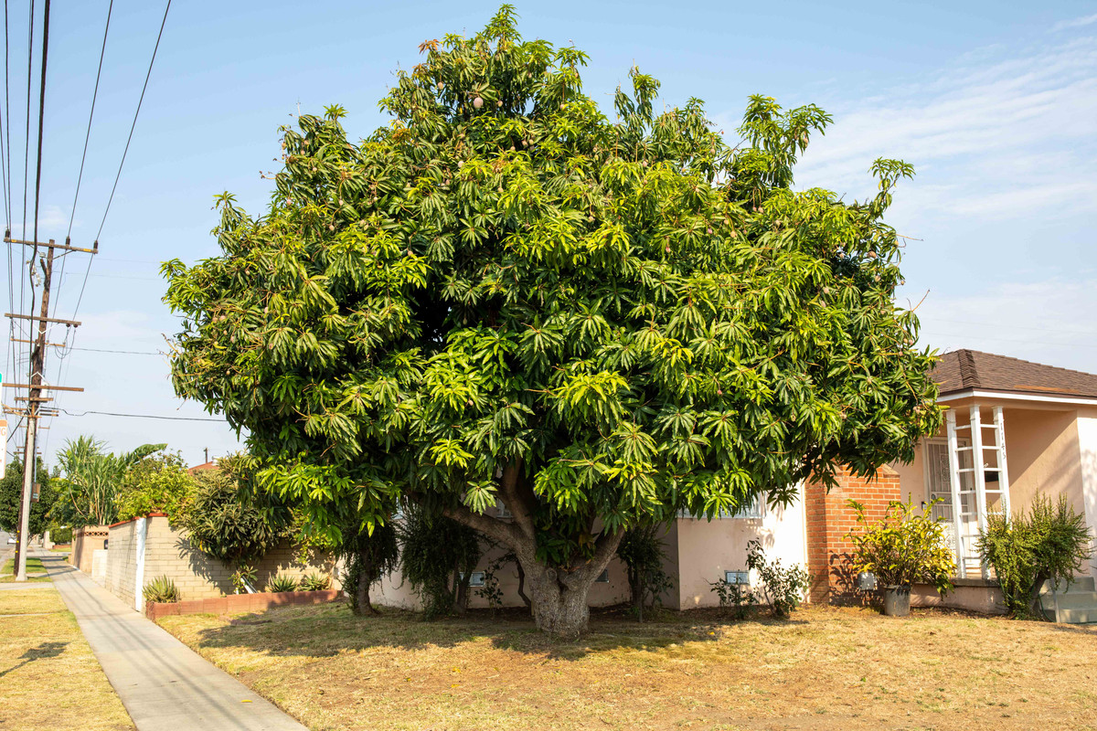 8U1A3290  Large Mango Tree in Corner Lot in Summer (8-22-2020)