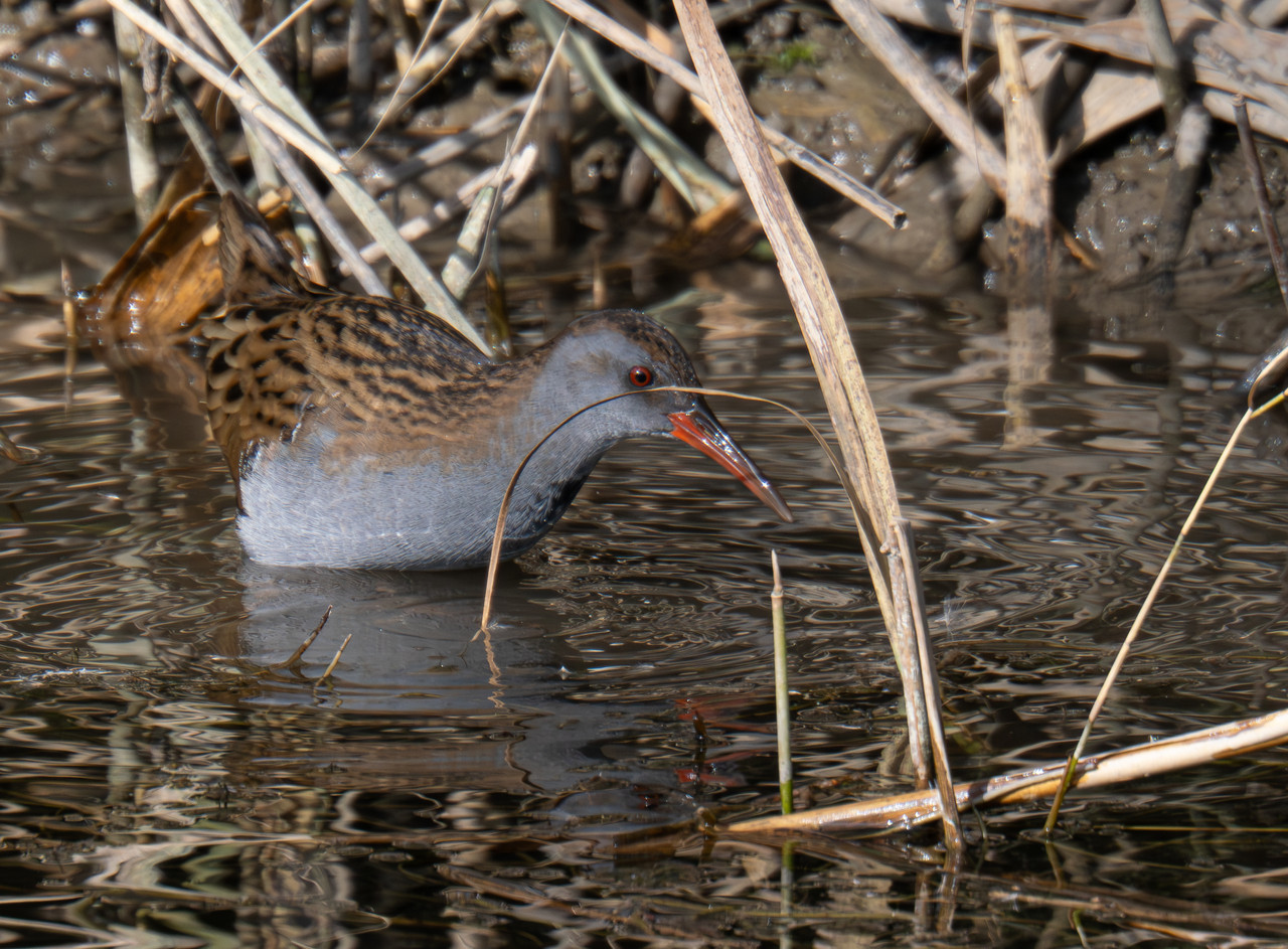 PA160109 Verbessert RR