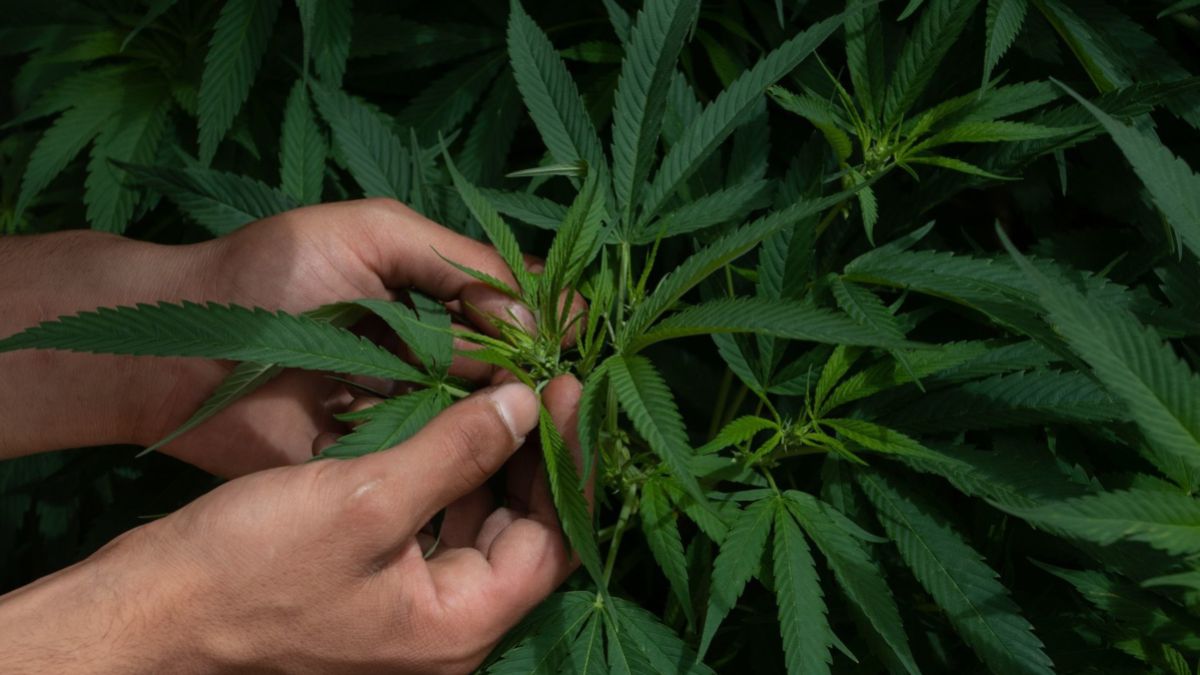 Tailandia, el primer país asiático en legalizar la marihuana