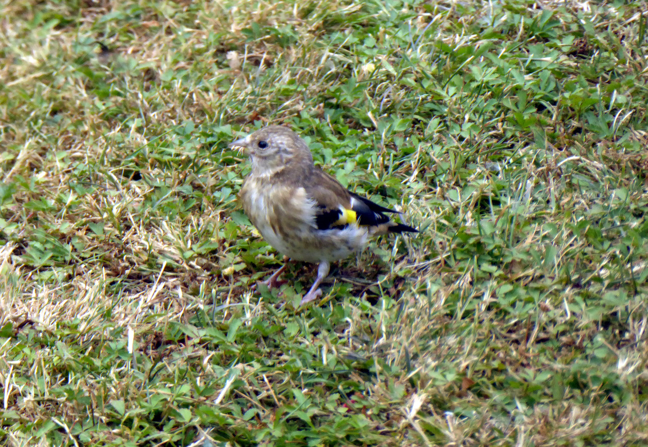 Juvenile Goldfinch July 26