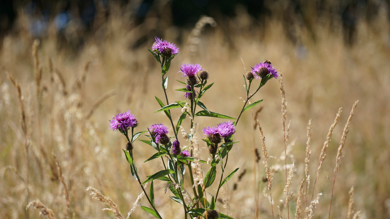 DSC02904