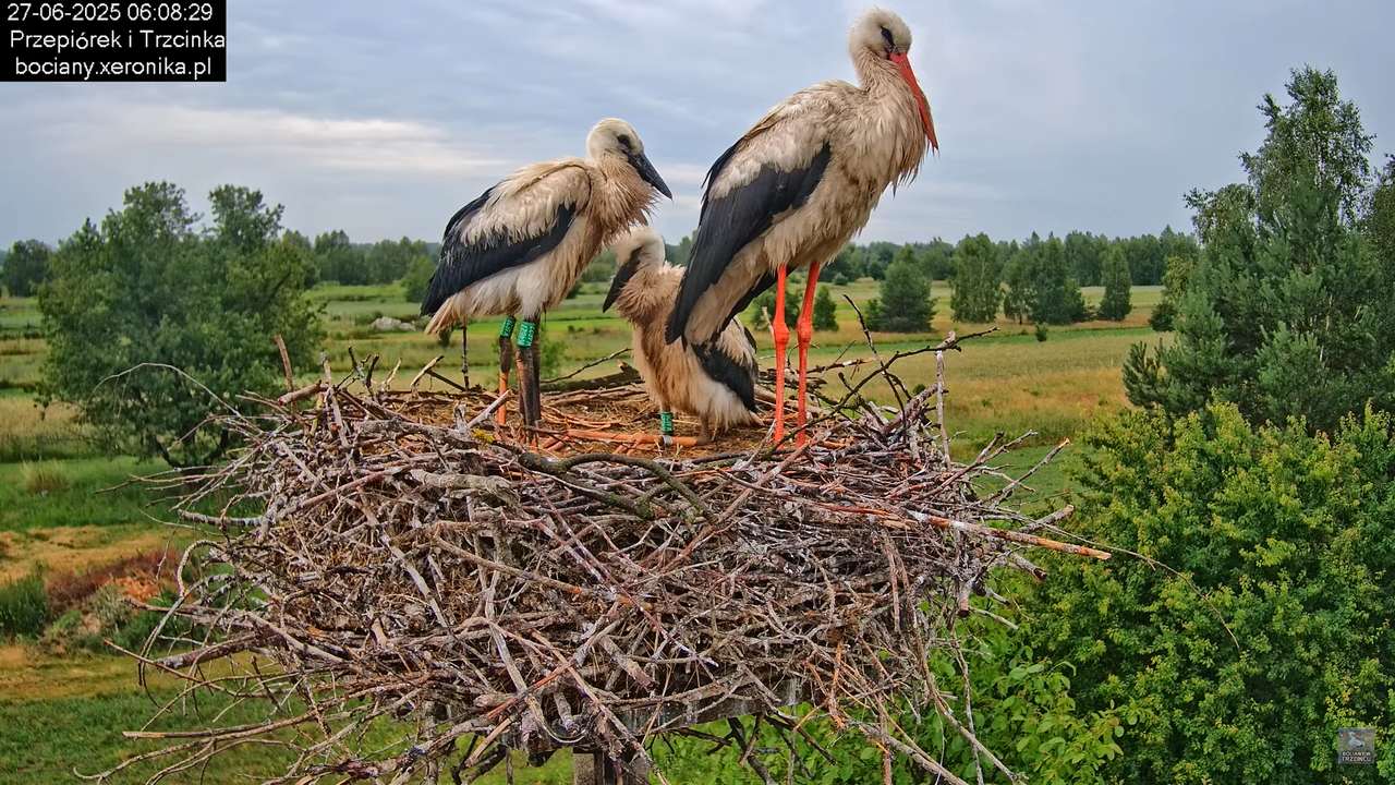 27062025bociany9