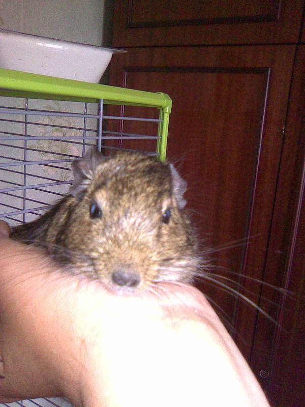 Image064