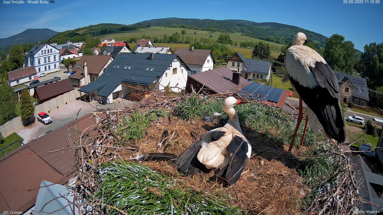 Živá kamera - Mladé Buky - čapí hnízdo 4K 13-0-19 screenshot