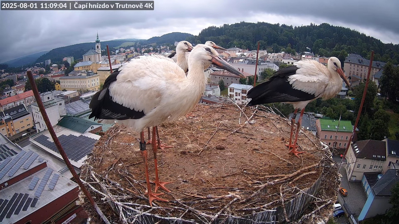 Tiešraide no stārķa ligzdas uz alus darītavas skursteņa Trutnovā 12-40-8 screenshot