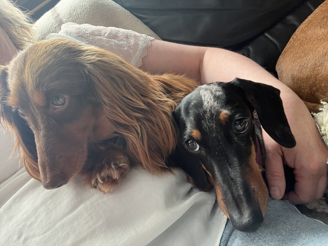 [Image: IMG-6438.jpg]